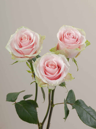 compare product Roses Medium Pink Frutteto 50cm