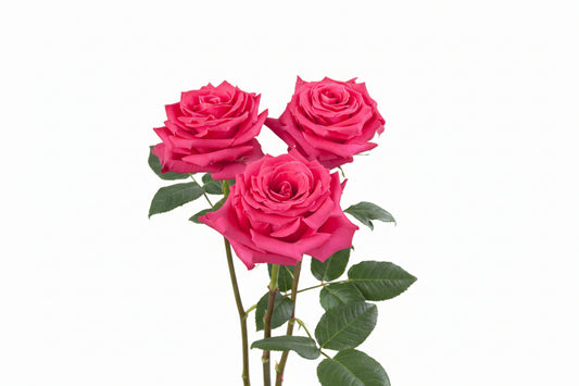 Full_Monty_Rose_Trio_View_Rosaprima.jpg