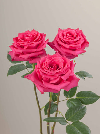 compare product Roses Hot Pink Full Monty 80cm