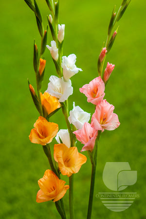 Gladiola Assorted - 100cm