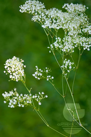 Gypsophila White Million Star XXX