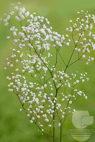 Gypsophila White Mirabelle XXX