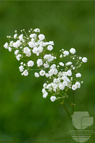 compare product Gypsophila White Xlence XXX
