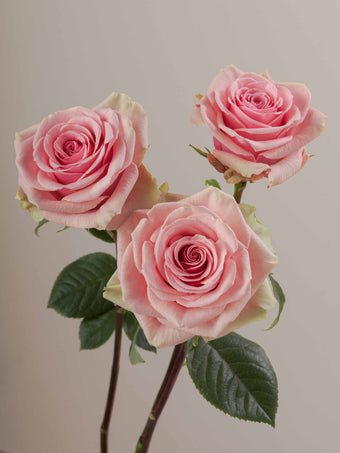 compare product Roses Medium Pink Geraldine 40cm