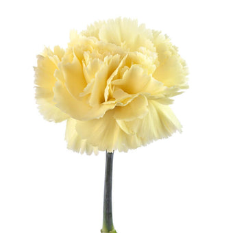 compare product Carnation Select Yellow Gioele