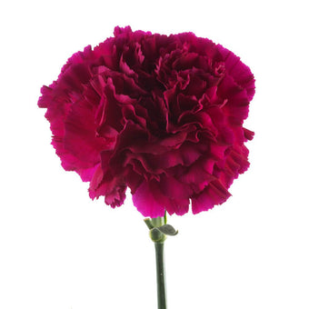 compare product Carnation Select Purple Golem