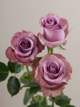compare product Roses Lavender Govinda 60cm