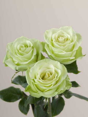 compare product Roses Green Green Romance 40cm