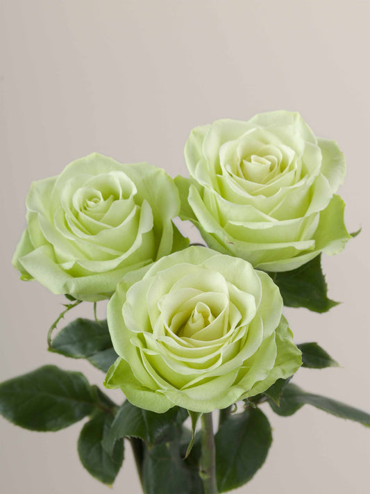 Green_Romance_Trio_View.jpg