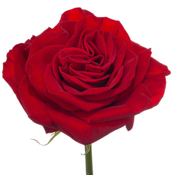 compare product Ah!Maze Roses 40cm Red Hearts