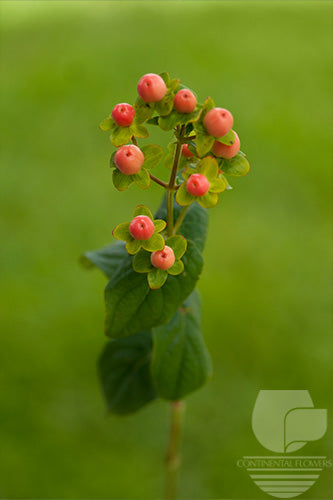 compare product Hypericum Pink Magical 70cm