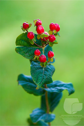 Hypericum Red Magical Triumph 80cm