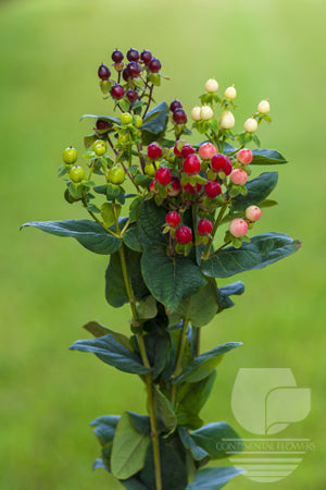 Hypericum Assorted - 70cm