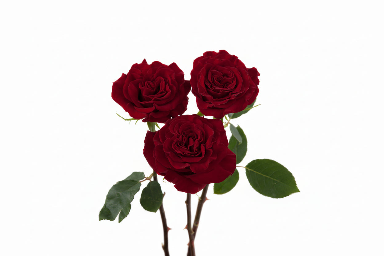 Hearts_Trio_View.jpg