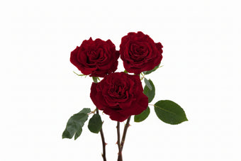 compare product Roses Red Hearts 50cm