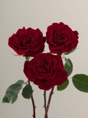 compare product Roses Red Hearts 60cm