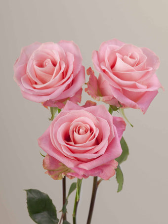 compare product Roses Medium Pink Hermosa 70cm