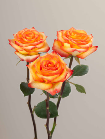 compare product Roses Orange Bi-Color High & Magic 70cm
