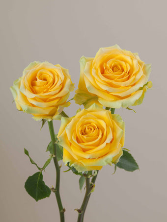 compare product Roses Yellow High & Exotic 40cm