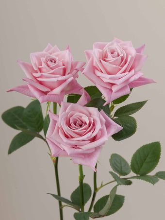 compare product Roses Medium Pink Hot Escimo 50cm