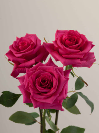 compare product Roses Hot Pink Hot Paris 50cm