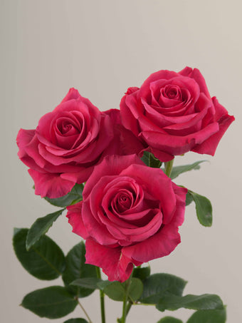 compare product Roses Hot Pink Hot Shot 80cm