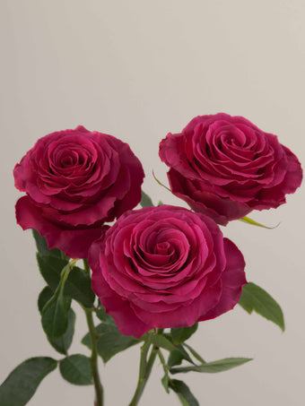 compare product Roses Hot Pink Hotspot 70cm