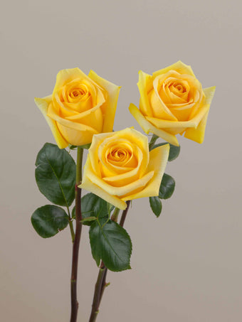 compare product Roses Yellow Hummer 70cm
