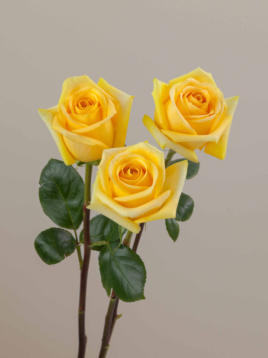Hummer_Rose_Trio_View_Rosaprima.jpg