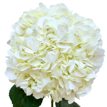 Hydrangea White Jumbo