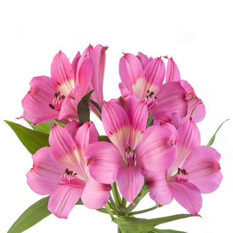 compare product Alstroemeria Super Select Dark Pink Intenz Pink