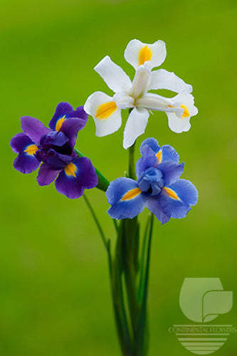 Iris Assorted - 60cm