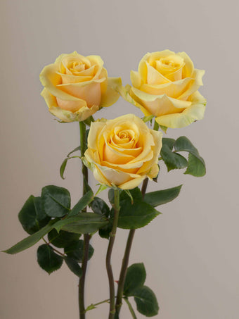 compare product Roses Yellow Idole 40cm