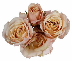 compare product Spray Roses Sahara Sensation Cream 50 Cm