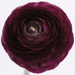 Ranunculus Elegance Viola Burgundy 35/45 Cm