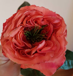 Garden Rose Mandarine X-pression Coral 50Cm
