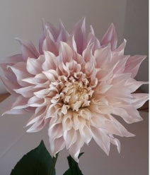 compare product Dahlias Procona Cafe Au Lait Light Pink 40/60Cm
