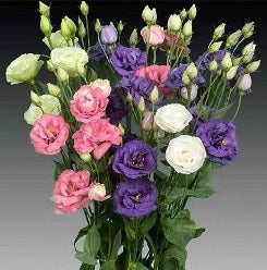 Lisianthus Mariachi D.B. Assorted 60Cm