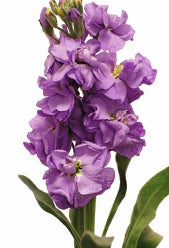 compare product Stock D.B. Lavender 70 Cm
