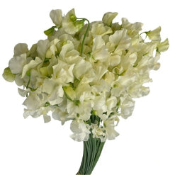 Sweet Pea Naomi Cream-White 35/42 Cm