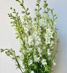 Larkspur White 90Cm