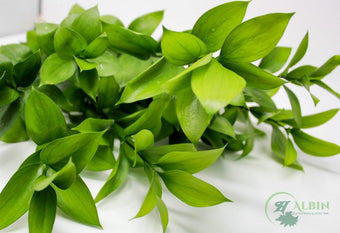 compare product Ruscus Israeli Green 50cm 15ST EB