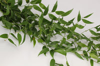 Italian Ruscus 200gr - 15 Pack