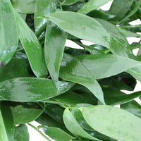 Italian Ruscus 200gr - 15 Pack