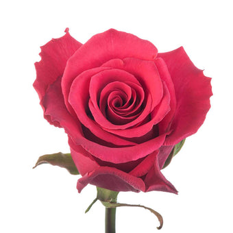 compare product Color Roses 40cm Dark Pink Jacaranda