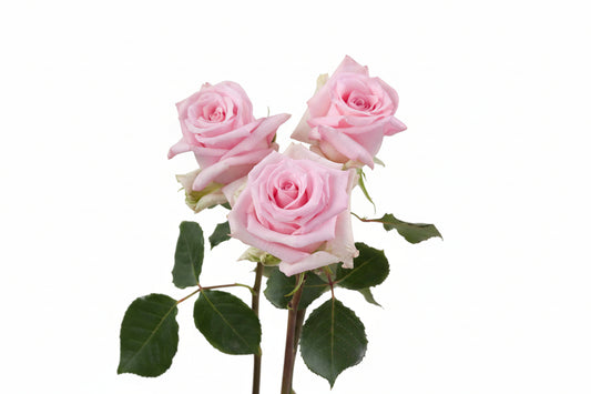 Jessika_Rose_Trio_View_Rosaprima.jpg