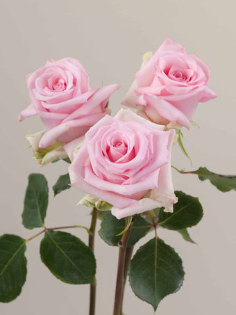 compare product Roses Light Pink Jessika 60cm