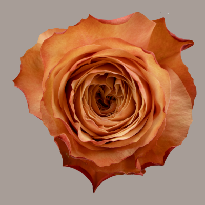 Color Roses Kahala Peach 60 Cm