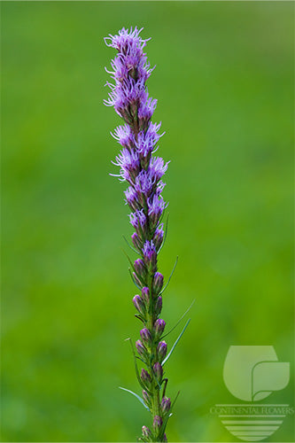 compare product Liatris Purple - 70cm