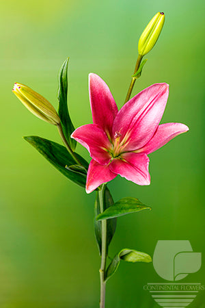 Lily La Hybrid Pink Indian Summerset 35B